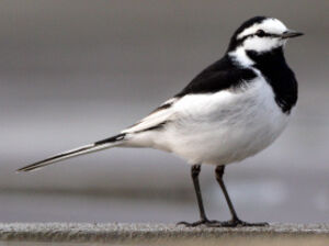 Black-backed Wagtail