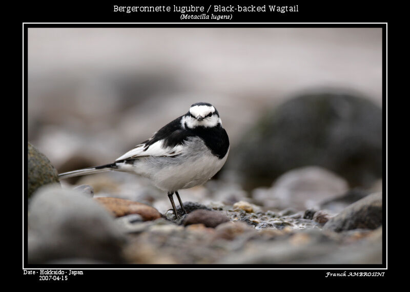 White Wagtail (lugens)adult breeding