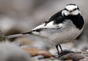 Black-backed Wagtail