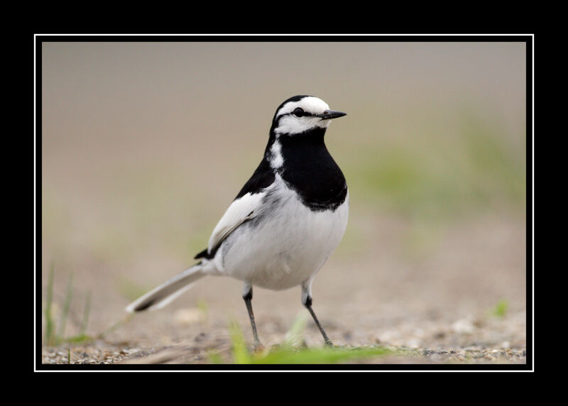 White Wagtail (lugens) male adult breeding