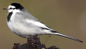 Black-backed Wagtail
