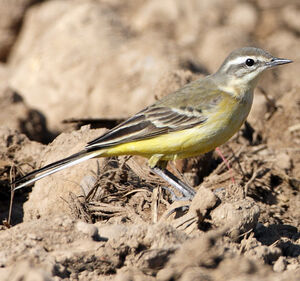 Western Yellow Wagtail