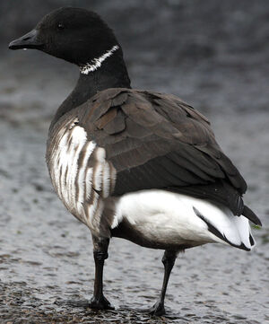 Black Brant