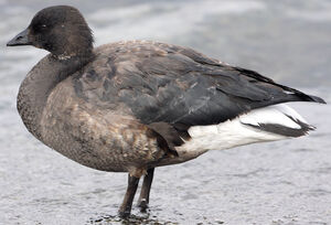 Black Brant
