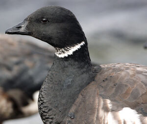 Black Brant