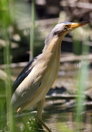 Blongios nain 
&copy; Franck Ambrosini