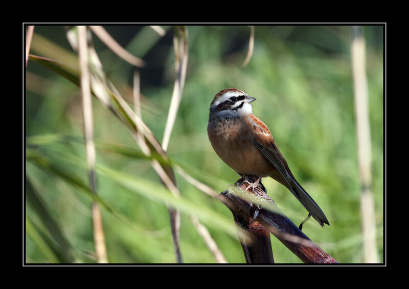 Meadow Bunting male adult post breeding