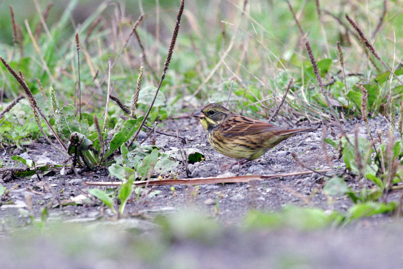 Masked Bunting male First year, identification