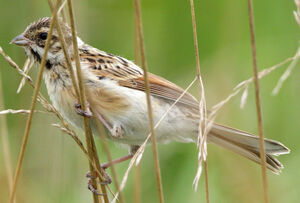 Common Reed Bunting 
&copy; Franck Ambrosini