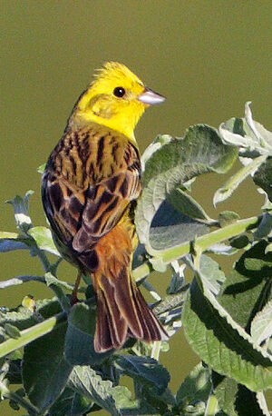 Yellowhammer