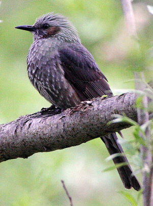 Bulbul � oreillons bruns