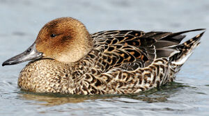 Canard pilet