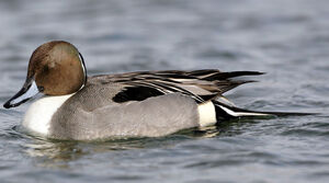 Canard pilet