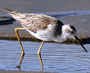 Marsh Sandpiper 
&copy; Franck Ambrosini