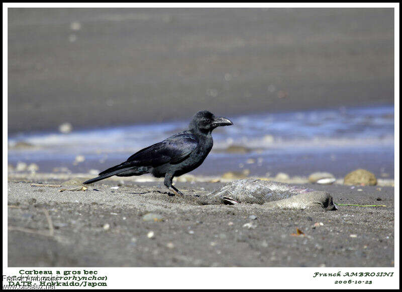 Large-billed Crow, habitat, feeding habits, eats