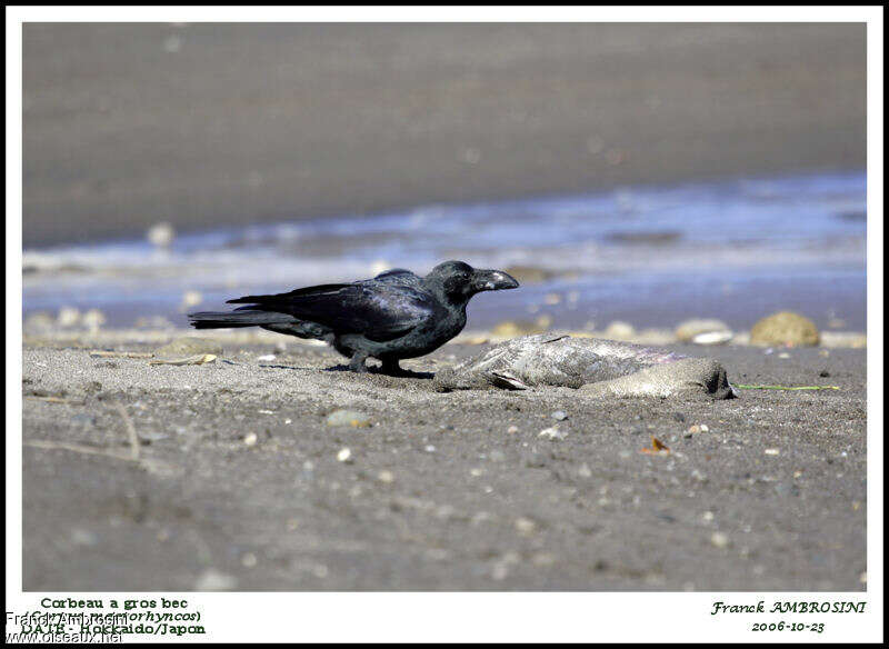 Large-billed Crow, habitat, feeding habits, eats