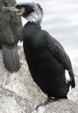 Japanese Cormorant