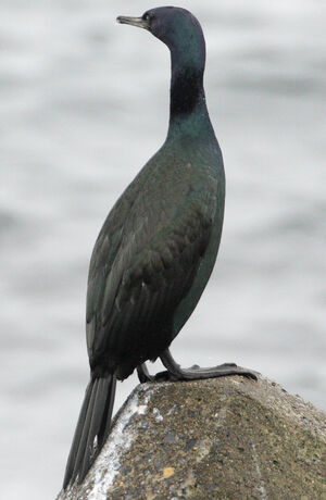 Cormoran p�lagique
