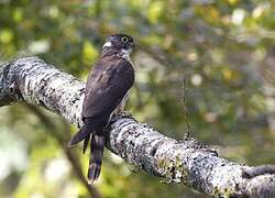 Northern Hawk-Cuckoo