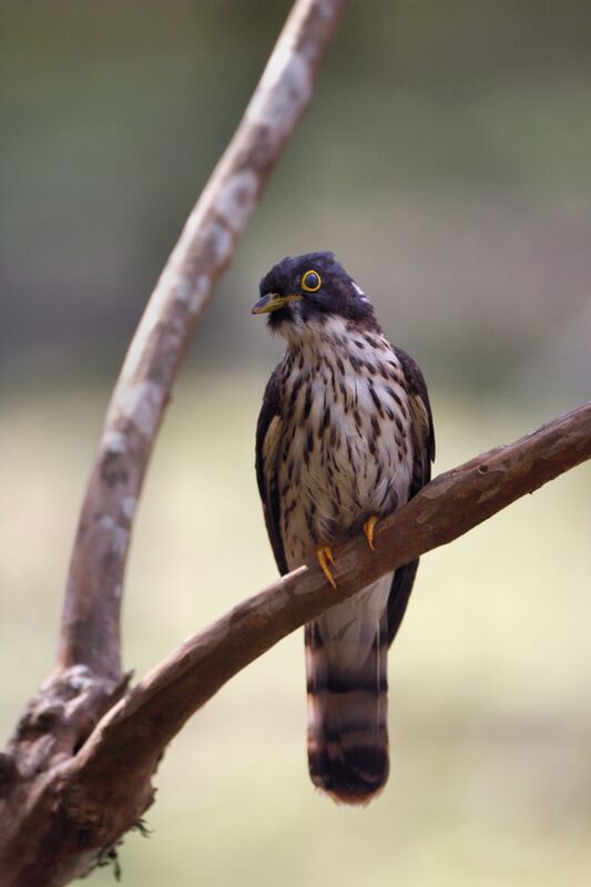 Rufous Hawk-Cuckoo