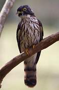 Rufous Hawk-Cuckoo