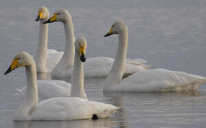 Whooper Swan