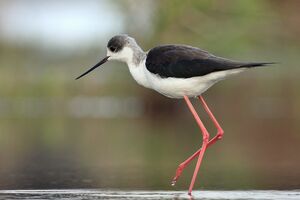 Black-winged Stilt
