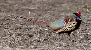 Common Pheasant