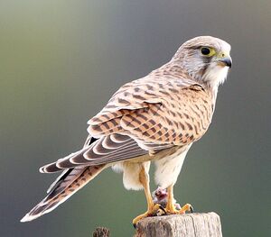Faucon crécerelle