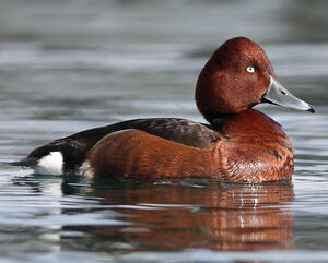 Ferruginous Duck 
&copy; Franck Ambrosini