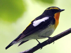 Narcissus Flycatcher