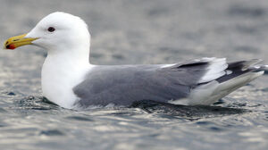 Glaucous-winged Gull