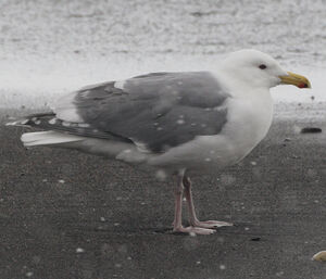 Glaucous-winged Gull