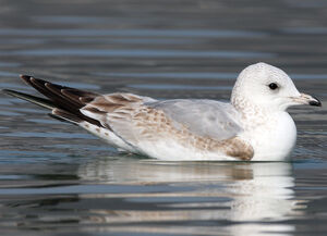 Mew Gull