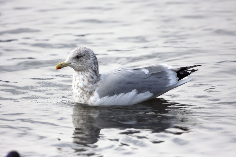 Iceland Gull (thayeri)