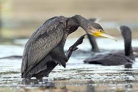 Great Cormorant
