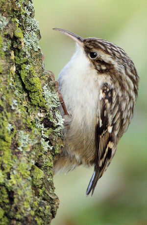 Short-toed Treecreeper 
&copy; Franck Ambrosini