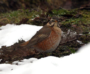 Naumann's Thrush