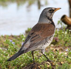 Fieldfare