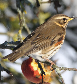 Redwing 
&copy; Franck Ambrosini