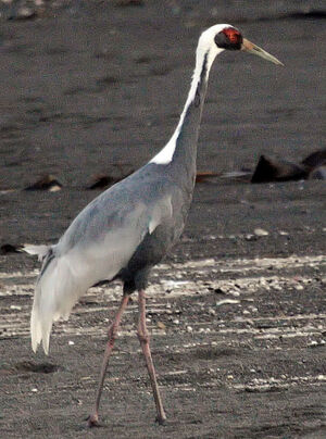 Grue � cou blanc