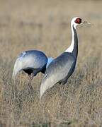 White-naped Crane