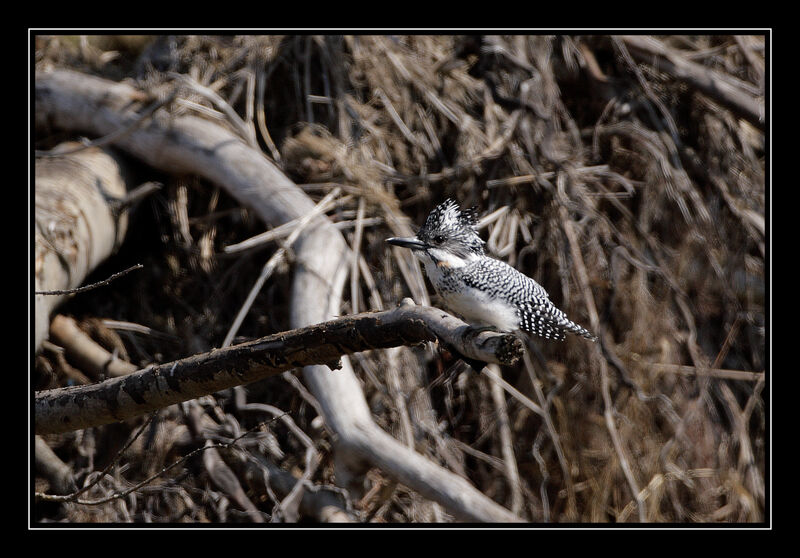Crested Kingfisher male adult breeding