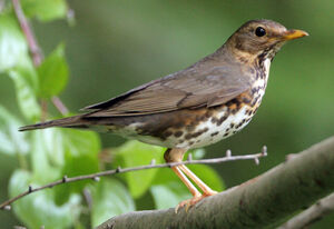Japanese Thrush
