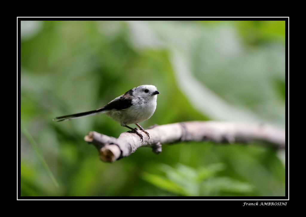 Mésange à longue queue - Aegithalos caudatus