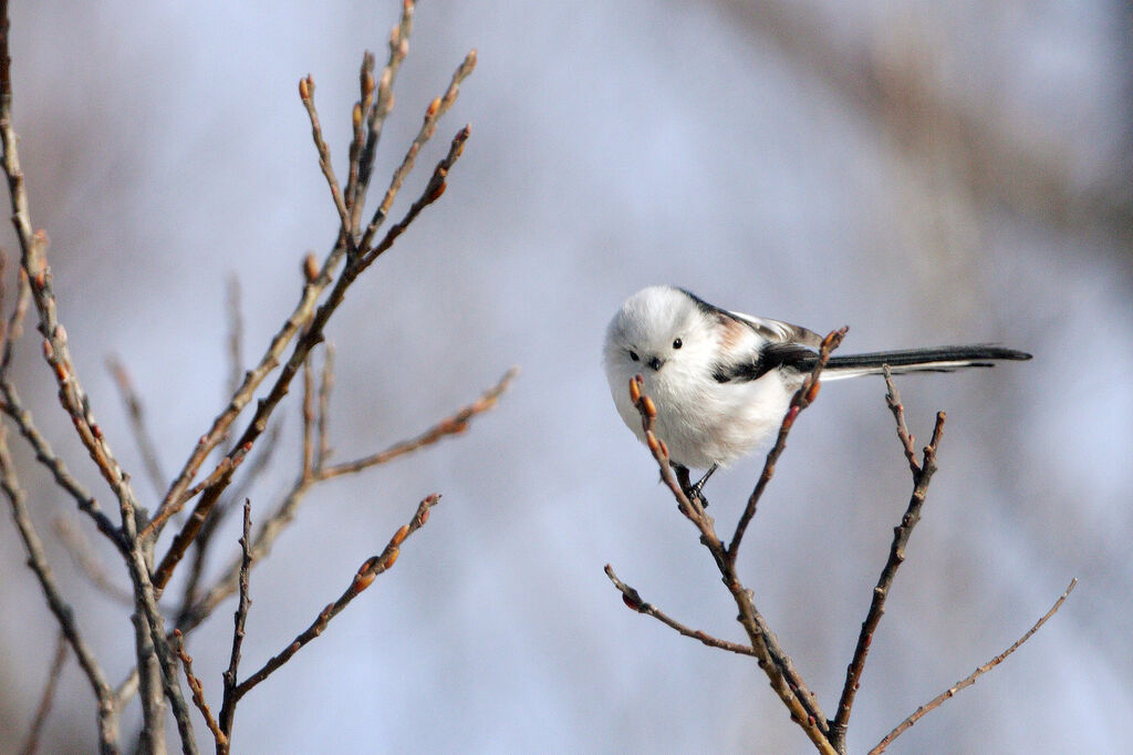 Mésange à longue queue - Aegithalos caudatus