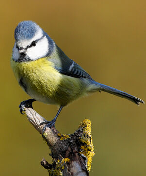 Eurasian Blue Tit 
&copy; Franck Ambrosini