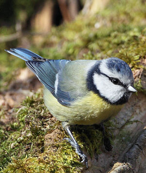 Eurasian Blue Tit 
&copy; Franck Ambrosini
