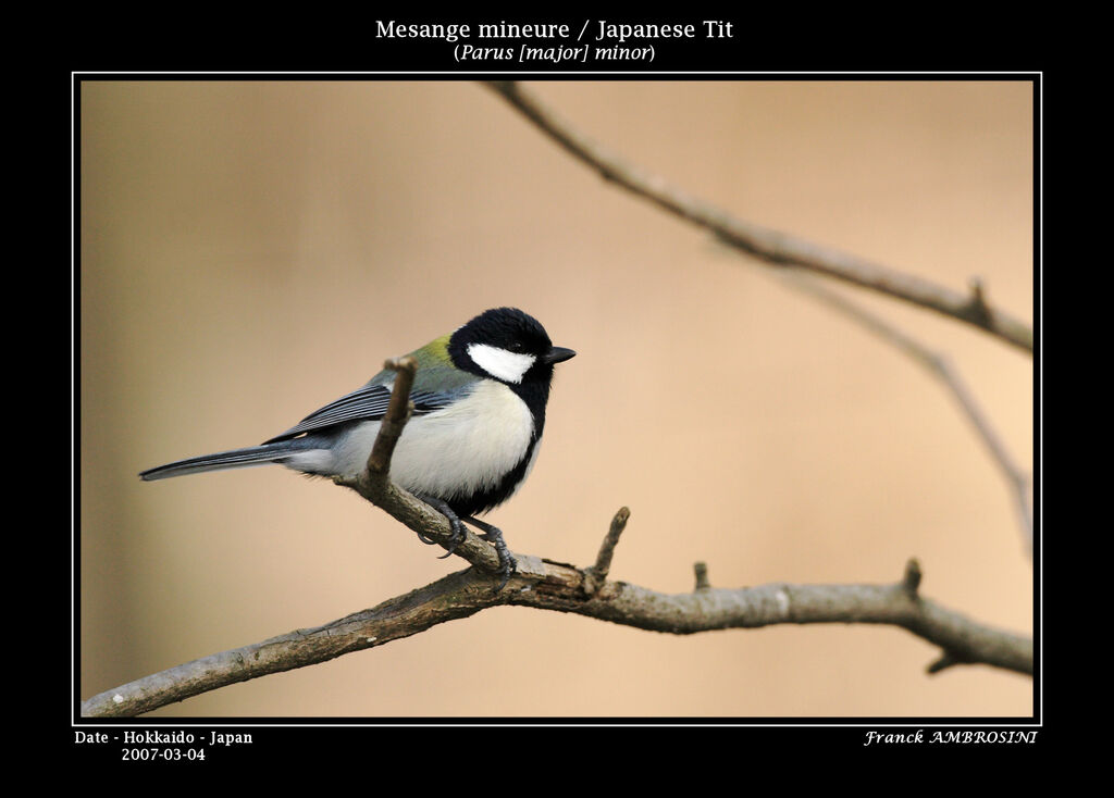 Japanese Tit male adult breeding