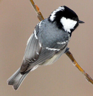 Coal Tit 
&copy; Franck Ambrosini